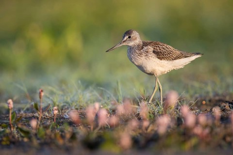 Common Greenshank (Tringa nebularia) foraging, Poland