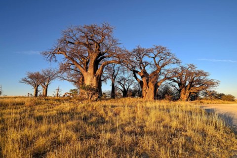 Baines Baobabs, baobab or baobab trees (Adansonia digitata), Kudiakam Pan, Nxai Pan National Park,