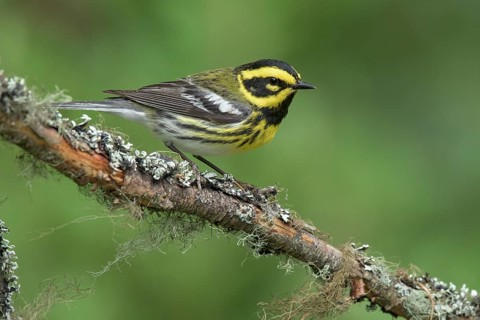 Townsend's Warbler (Setophaga townsendi) male perched on lichen branch, British Columbia, Canada
