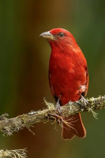 Hepatic Tanager (Piranga flava) perched on a branch in the Andes mountains of Colombia