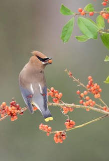 Cedar Waxwing (Bombycilla cedrorum) eating red berries, Texas, USA