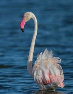 Greater Flamingo (Phoenicopterus roseus), Sardinia, Italy