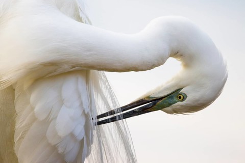 Great Egret (Ardea alba) preening, Pusztaszer, Hungary
