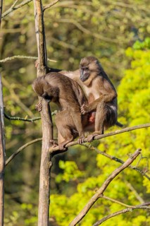 Two Drills (Mandrillus leucophaeus) mating high up in a tree. A green forest can be seen in the