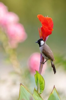 White-eared Bulbul, (Pycnonotus leucotis), animal, animals, bird, birds, family of bulbul, biotope,