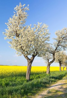 Alley with blossoming fruit trees between rape fields in bloom, field path near Wölkisch, Saxon