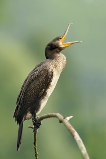 Great Cormorant (Phalacrocorax carbo) calling, North Rhine-Westphalia