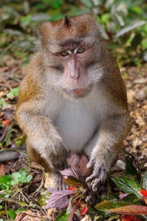 Portrait of Javanese monkey long-tailed macaque (Macaca fascicularis) looking directly at viewer,