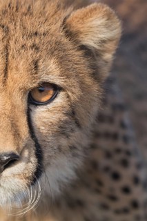 Cheetah (Acinonyx jubatus) portrait with detail of face, Castile-La Mancha, Spain