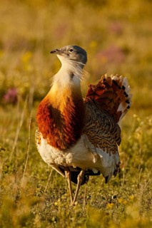 Great Bustard (Otis tarda), Castile, Spain