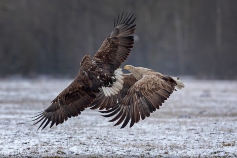 White-tailed Eagle (Haliaeetus albicilla) fighting, Poland