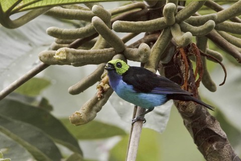 Paradise Tanager (Tangara chilensis), Ecuador