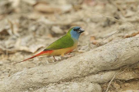 Pin-tailed Parrotfinch (Erythrura prasina) male, Doi Chaing Dao, Thailand