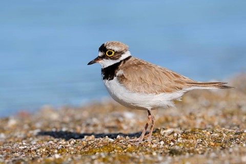 Little Ringed Plover (Charadrius dubius), North Rhine-Westphalia, Germany