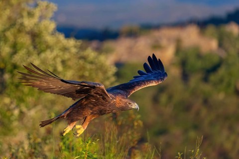 Golden Eagle, (Aquila chrysaetos), bird of prey, family of hawk-like birds, flight recording,