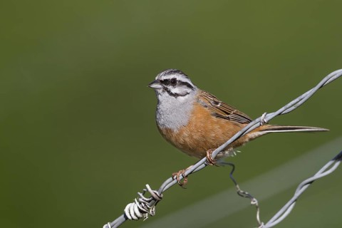 Rock Bunting -Zippammer - Emberiza cia ssp. cia, Germany, adult male