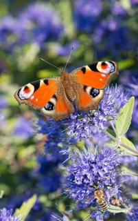 Bearded flower (Caryopteris × clandonensis 'Blauer Spatz'), BS Sämann, Germany
