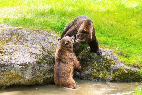 Eurasian brown bear (Ursus arctos arctos) playing with each other at a little lake, Bavarian