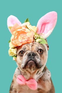 Cute merle French Bulldog dog wearing Easter bunny costume ears headband with rose flowers on green