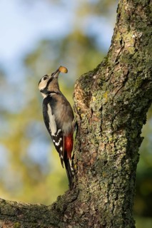 Great spotted woodpecker (Dendrocopos major) adult bird on a tree trunk with an acorn in its beak