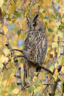 Ransuil in herfst setting, Long-eared Owl in autumn setting