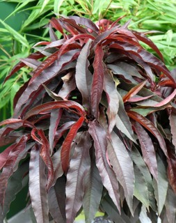 Dwarf peach (Prunus persica CRIMSON BONFIRE), Merkel family, Germany