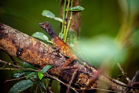 Well camouflaged lizard on a tree trunk in the dense forest, kangaroo lizard (Agasthyagama) in the