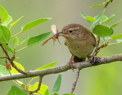 A House Wren, Troglodytes aedon, with its meal in Saskatchewan, Canada
