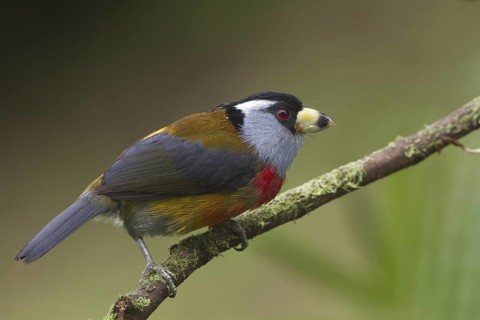 Toucan Barbet (Semnornis ramphastinus), Pichincha, Ecuador