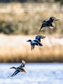Northern Shoveler, Spatula clypeata, birds in flight over marshes