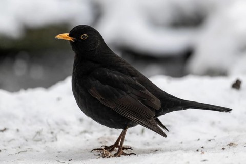 Blackbird (Turdus merula), Emsland, Lower Saxony, Germany