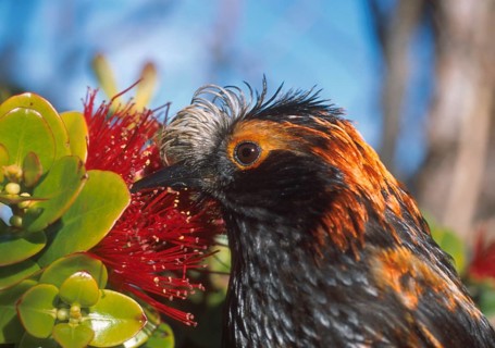Maui endemic species, Endangered Hawaiian Honeycreeper Photographed on Maui at Hanawi State