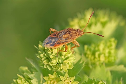 Pale pore bug (Stictopleurus abutilon), beautiful mallow glass-winged bug, sits on roller spurge
