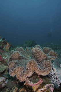 Mushroom leather coral (Sarcophyton glaucum)
