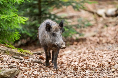 Wild boar (Sus scrofa) walking in a forest, Bavaria, Germany