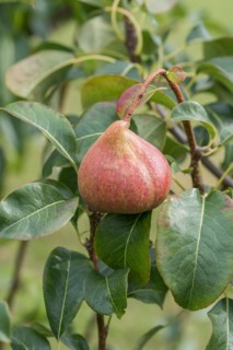 Pear (Pyrus communis 'Petersbirne'), Cambridge Botanical Garden, Germany