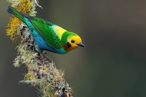 Multicolored Tanager (Chlorochrysa nitidissima) perched on a branch in Colombia, South America