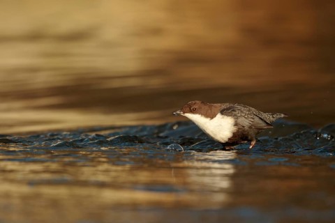 Zwartbuikwaterspreeuw foerageerend bij beek, Black-bellied Dipper at a brook