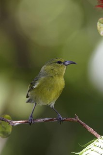 Kauai Amakihi (Chlorodrepanis stejnegeri) male, Hawaii, USA