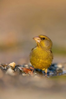 Greenfinch (Chloris chloris) Family of sparrows, male Lesbos, Greece