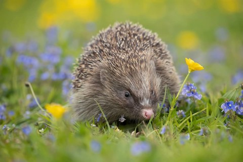 European hedgehog (Erinaceus europaeus) adult animal in a countryside meadow with Meadow buttercup