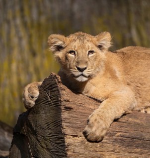 Asiatic Lion (Panthera leo persica), young lying on a tree trunk and looking attentively, occurring