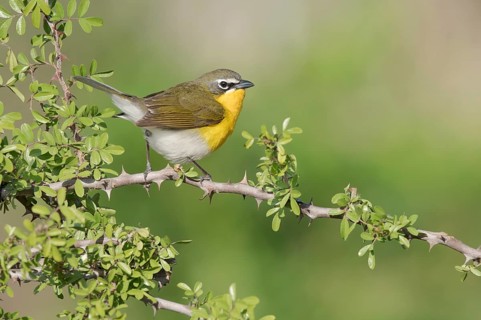 Yellow-breasted Chat (Icteria virens) perched on a branch, Texas, USA