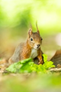 Red squirrel (Sciurus vulgaris) in a forest, Bavaria, Gernany
