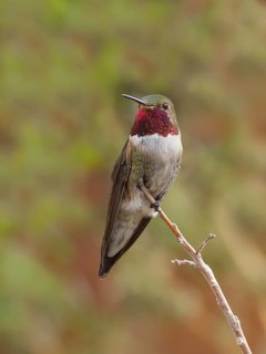 Broad-tailed Hummingbird (Selasphorus platycercus), Arizona, USA
