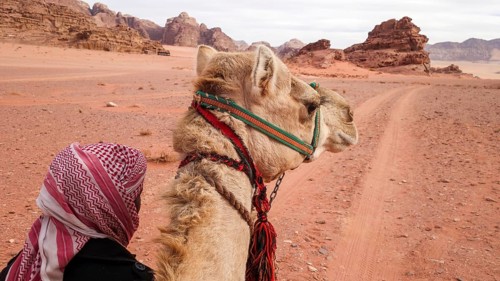 A traditional bedouin guiding a camel through the red sands and rugged terrain of Wadi Rum, a