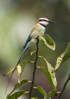 White-throated Bee-eater (Merops albicollis), Uganda