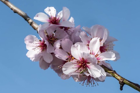 Almond blossom (Prunus dulcis), Rhineland-Palatinate, Germany