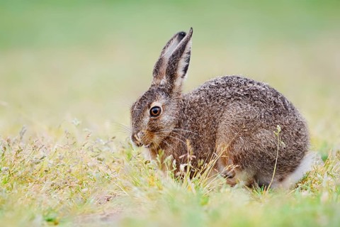 European hare (Lepus europaeus), young animal sitting in a meadow and eating grasses, North