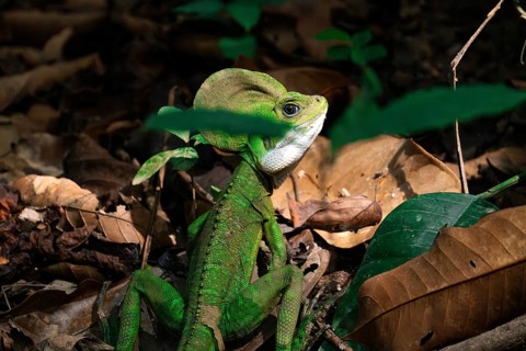 A vivid green iguana, prominently perched among forest litter, its intense colors contrasting with